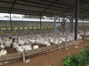 chicken farm